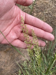 Erigeron flagellaris