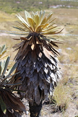 Espeletia guacharaca