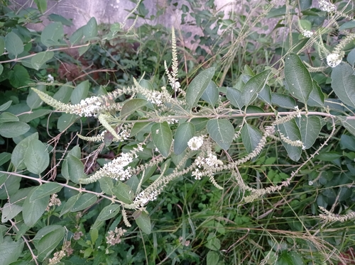 Aloysia virgata