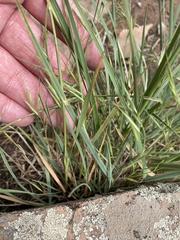Erigeron flagellaris