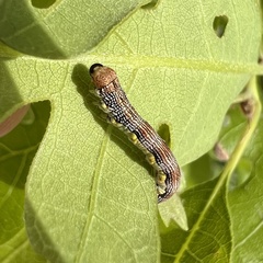 Erannis tiliaria