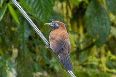 Hafferia zeledoni