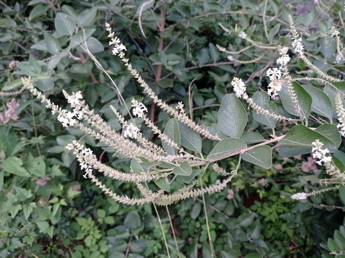 Aloysia virgata