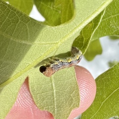 Erannis tiliaria