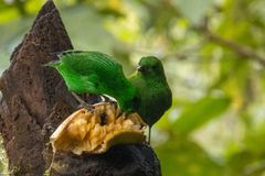 Chlorochrysa phoenicotis