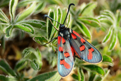 Zygaena oxytropis