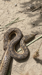 Thamnophis elegans vagrans