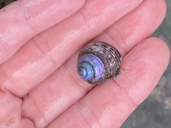 Calliostoma ligatum
