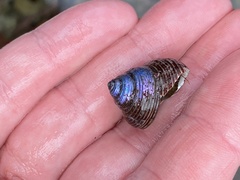 Calliostoma ligatum