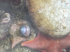 Calliostoma ligatum
