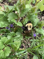 Bombus affinis