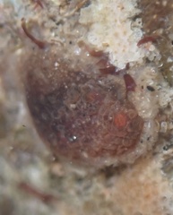 Distaplia