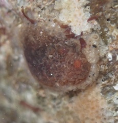 Distaplia