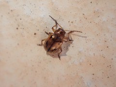Paria opacicollis