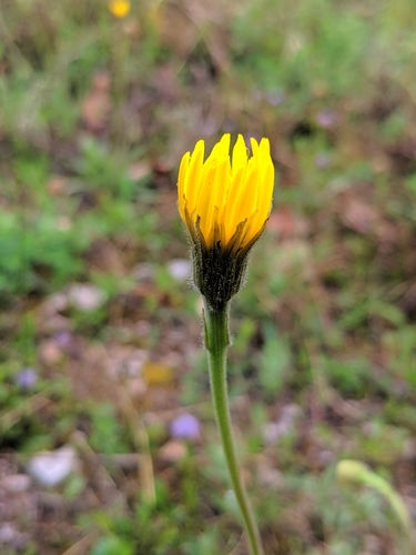 Leontodon incanus (Leontodon incanus)