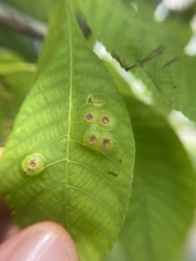 Phylloxera foveola