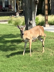 Odocoileus virginianus
