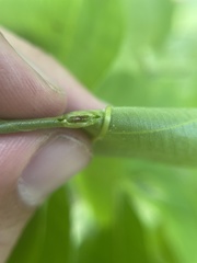 Phylloxera foveola