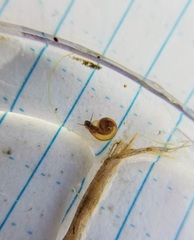 Planorbini