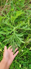 Silphium laciniatum