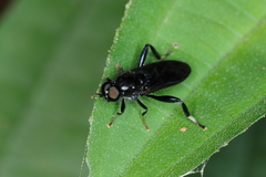 Archistratiomys rufipalpis