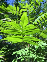 Rhus copallinum