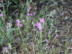 Silene scabriflora