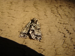 Acronicta fragilis