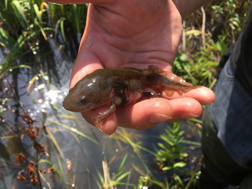 Ambystoma tigrinum