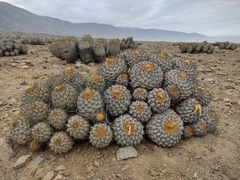 Copiapoa gigantea
