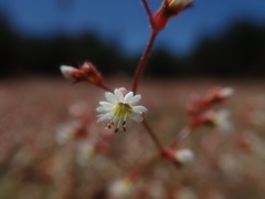 Systenotheca vortriedei