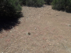 Systenotheca vortriedei