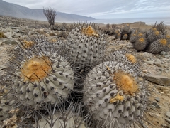 Copiapoa gigantea