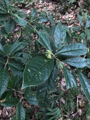 Daphnopsis malacophylla