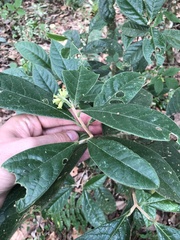 Daphnopsis malacophylla