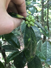 Daphnopsis malacophylla