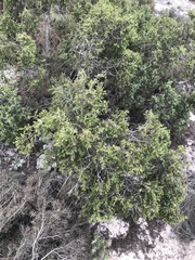 Juniperus navicularis