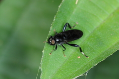 Archistratiomys rufipalpis