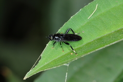 Archistratiomys rufipalpis