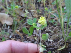 Trifolium campestre