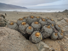 Copiapoa gigantea
