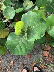 Coccoloba uvifera