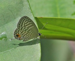 Jamides alecto ageladas