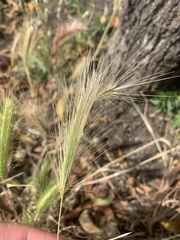 Hordeum murinum