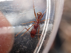Aphaenogaster ashmeadi image