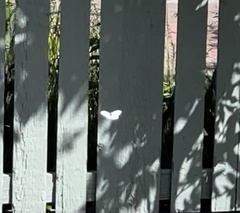 Pieris