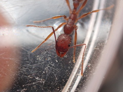 Aphaenogaster ashmeadi image
