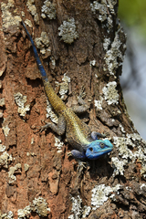 Acanthocercus atricollis