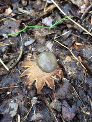 Myriostoma coliforme