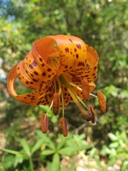 Lilium pardalinum pitkinense